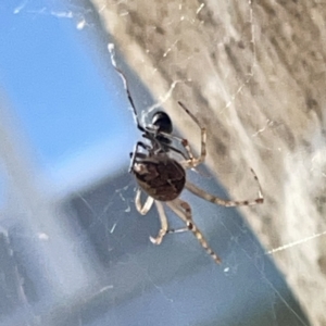 Theridiidae (family) at Russell, ACT - 20 Oct 2023 02:24 PM