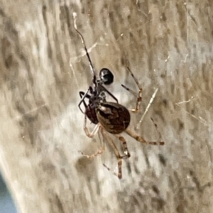 Theridiidae (family) at Russell, ACT - 20 Oct 2023 02:24 PM