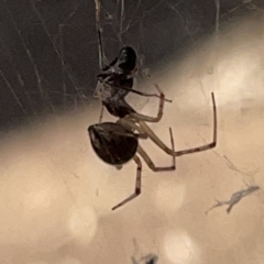 Theridiidae (family) at Russell, ACT - 20 Oct 2023 02:24 PM