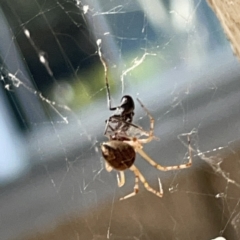 Theridiidae (family) at Russell, ACT - 20 Oct 2023 02:24 PM