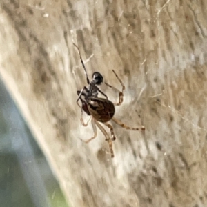 Theridiidae (family) at Russell, ACT - 20 Oct 2023 02:24 PM