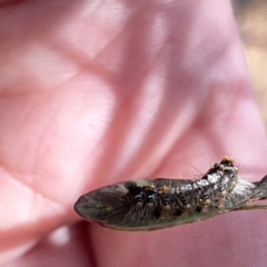 Unidentified Noctuoid moth (except Arctiinae) at Russell, ACT - 20 Oct 2023 by Hejor1