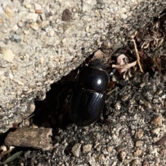 Heteronychus arator (African black beetle) at Russell, ACT - 20 Oct 2023 by Hejor1