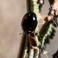 Chrysomelidae sp. (family) (Unidentified Leaf Beetle) at Campbell, ACT - 20 Oct 2023 by Hejor1