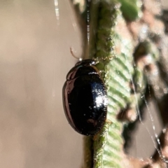 Chrysomelidae sp. (family) at Campbell, ACT - 20 Oct 2023