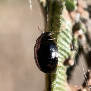 Peltoschema sp. (genus) at Campbell, ACT - 20 Oct 2023 04:45 PM