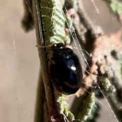 Peltoschema sp. (genus) at Campbell, ACT - 20 Oct 2023