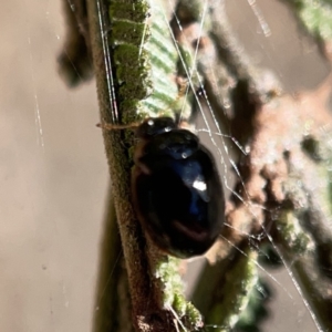 Peltoschema sp. (genus) at Campbell, ACT - 20 Oct 2023