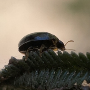 Peltoschema sp. (genus) at Campbell, ACT - 20 Oct 2023