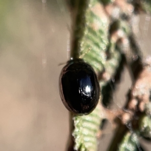 Peltoschema sp. (genus) at Campbell, ACT - 20 Oct 2023