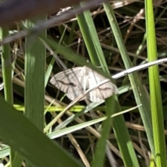 Taxeotis endela (Looper or geometer moth) at Mount Ainslie to Black Mountain - 20 Oct 2023 by Hejor1