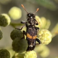 Eleale pulchra (Clerid beetle) at Campbell, ACT - 20 Oct 2023 by Hejor1