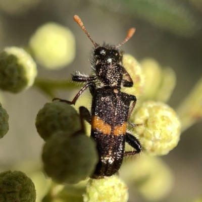 Eleale pulchra (Clerid beetle) at Campbell, ACT - 20 Oct 2023 by Hejor1