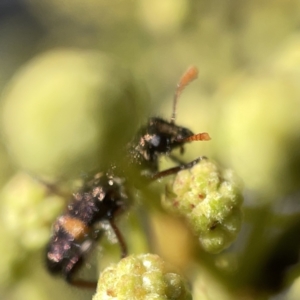 Eleale pulchra at Campbell, ACT - 20 Oct 2023