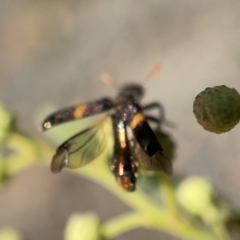 Eleale pulchra at Campbell, ACT - 20 Oct 2023 04:46 PM