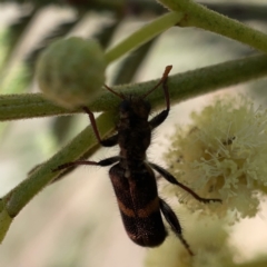 Eleale pulchra at Campbell, ACT - 20 Oct 2023