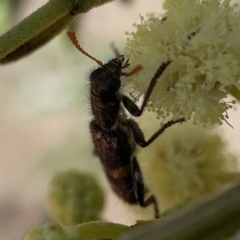 Eleale pulchra at Campbell, ACT - 20 Oct 2023