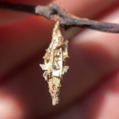 Hyalarcta nigrescens (Ribbed Case Moth) at Mount Ainslie to Black Mountain - 20 Oct 2023 by Hejor1