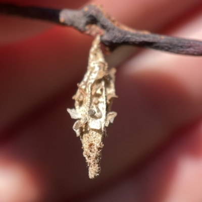 Hyalarcta nigrescens (Ribbed Case Moth) at Campbell, ACT - 20 Oct 2023 by Hejor1