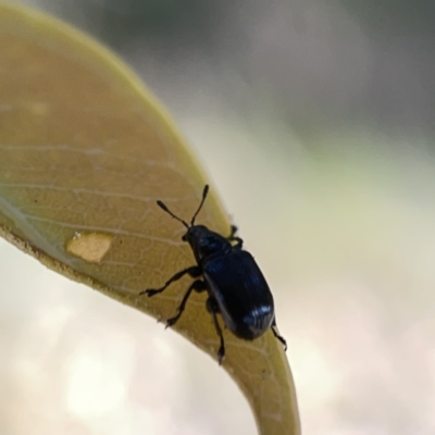 Euops sp. (genus) (A leaf-rolling weevil) at Mount Ainslie to Black Mountain - 20 Oct 2023 by Hejor1