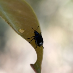 Euops sp. (genus) at Campbell, ACT - 20 Oct 2023 04:48 PM