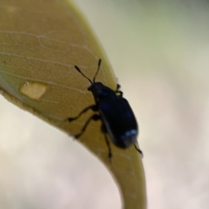 Euops sp. (genus) at Campbell, ACT - 20 Oct 2023