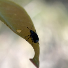 Euops sp. (genus) at Campbell, ACT - 20 Oct 2023 04:48 PM