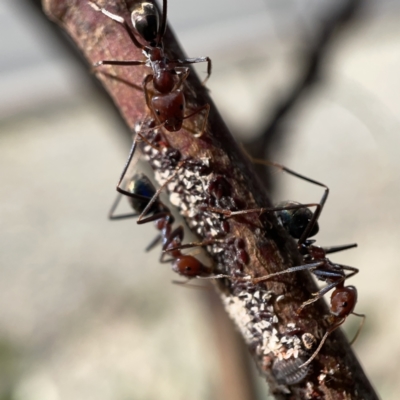 Iridomyrmex purpureus (Meat Ant) at Campbell, ACT - 20 Oct 2023 by Hejor1