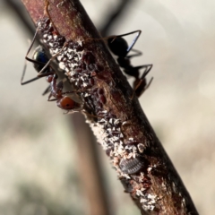 Iridomyrmex purpureus at Campbell, ACT - 20 Oct 2023 04:49 PM