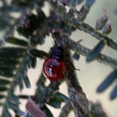 Oechalia schellenbergii (Spined Predatory Shield Bug) at Mount Ainslie to Black Mountain - 20 Oct 2023 by Hejor1