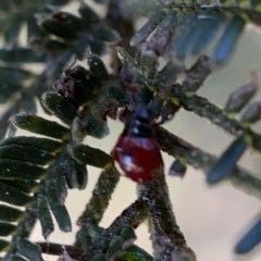 Oechalia schellenbergii at Campbell, ACT - 20 Oct 2023 04:52 PM