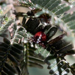 Oechalia schellenbergii at Campbell, ACT - 20 Oct 2023