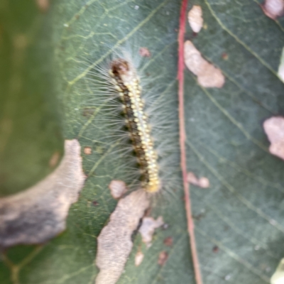 Uraba lugens (Gumleaf Skeletonizer) at Mount Ainslie to Black Mountain - 20 Oct 2023 by Hejor1