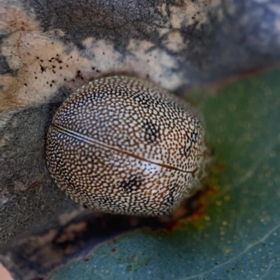 Paropsis atomaria (Eucalyptus leaf beetle) at Mount Ainslie to Black Mountain - 20 Oct 2023 by Hejor1