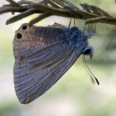 Nacaduba biocellata (Two-spotted Line-Blue) at Mount Ainslie to Black Mountain - 20 Oct 2023 by Hejor1