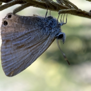 Nacaduba biocellata at Campbell, ACT - 20 Oct 2023