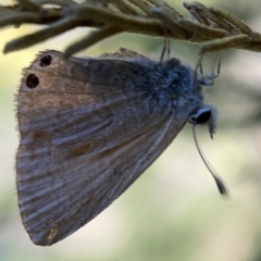 Nacaduba biocellata at Campbell, ACT - 20 Oct 2023 05:03 PM