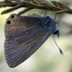 Nacaduba biocellata at Campbell, ACT - 20 Oct 2023 05:03 PM