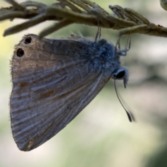 Nacaduba biocellata at Campbell, ACT - 20 Oct 2023