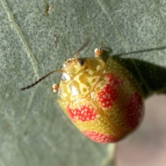 Paropsisterna fastidiosa (Eucalyptus leaf beetle) at Mount Ainslie to Black Mountain - 20 Oct 2023 by Hejor1