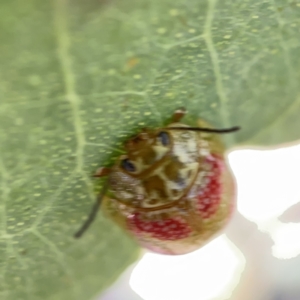 Paropsisterna fastidiosa at Campbell, ACT - 20 Oct 2023