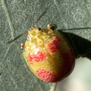 Paropsisterna fastidiosa at Campbell, ACT - 20 Oct 2023 05:04 PM