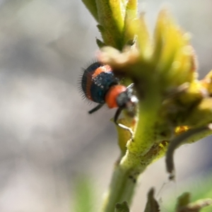 Dicranolaius bellulus at Campbell, ACT - 20 Oct 2023 05:05 PM