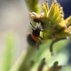 Dicranolaius bellulus at Campbell, ACT - 20 Oct 2023 05:05 PM