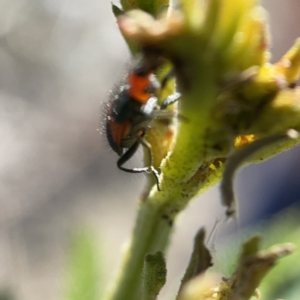 Dicranolaius bellulus at Campbell, ACT - 20 Oct 2023 05:05 PM