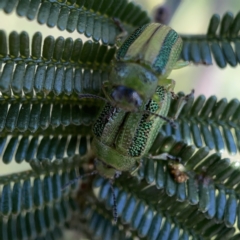 Calomela vittata (Acacia leaf beetle) at Campbell, ACT - 20 Oct 2023 by Hejor1