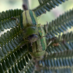 Calomela vittata at Campbell, ACT - 20 Oct 2023 05:06 PM