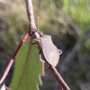 Amorbus sp. (genus) at Campbell, ACT - 20 Oct 2023
