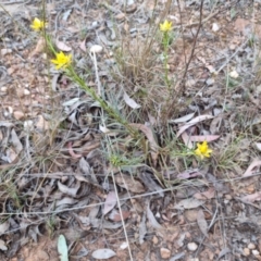 Xerochrysum viscosum (Sticky Everlasting) at Bungendore, NSW - 20 Oct 2023 by clarehoneydove