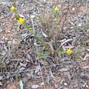 Xerochrysum viscosum at Bungendore, NSW - 20 Oct 2023